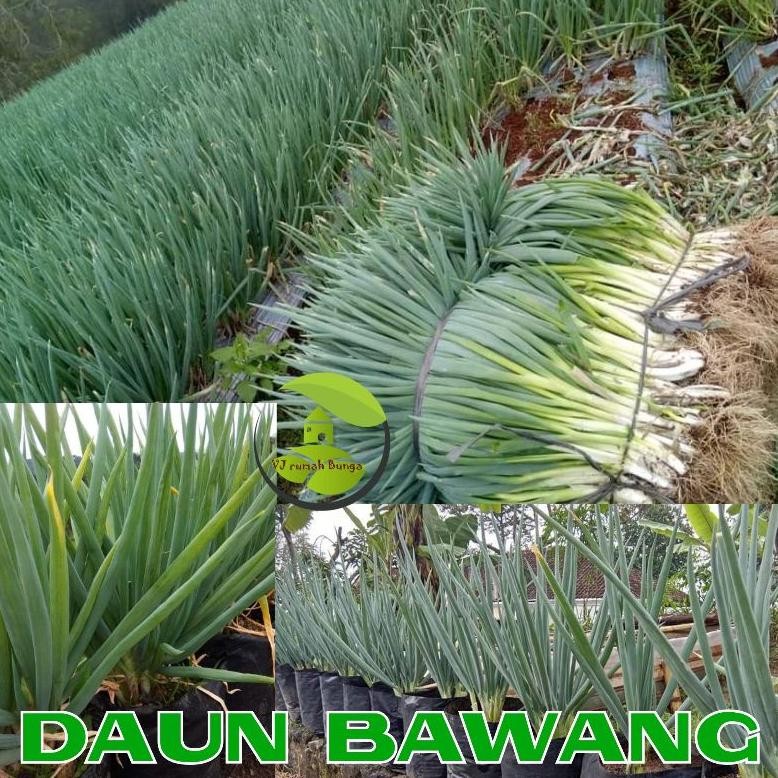 Bisa Cod 25 Biji - Benih Daun Bawang Fragrant Unggul - Benih Biji Daun Bawang Kucai ,