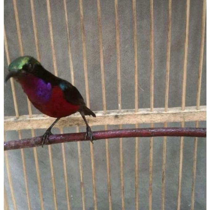 Burung Kolibri Ninja Konin Jantan Gacoran murah