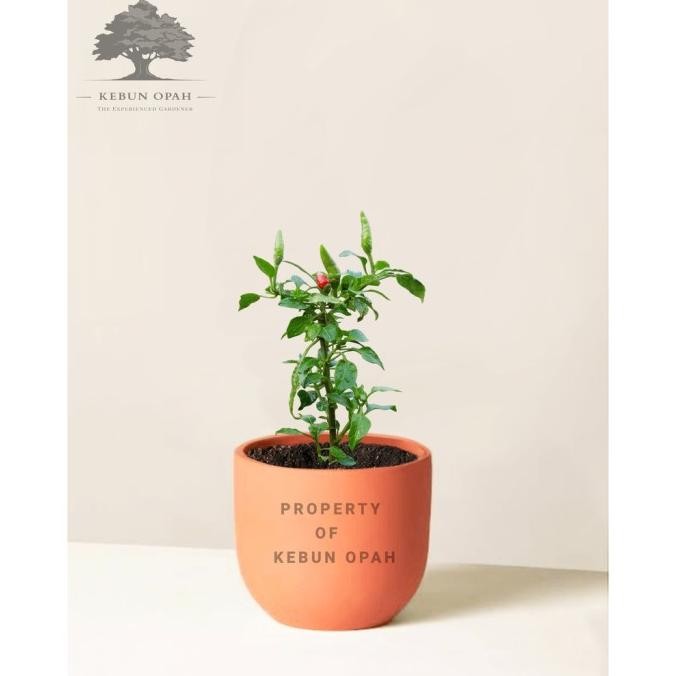 Bibit Pohon Cabai Rawit hijau & Cabai Rawit Merah cabe setan SUPER