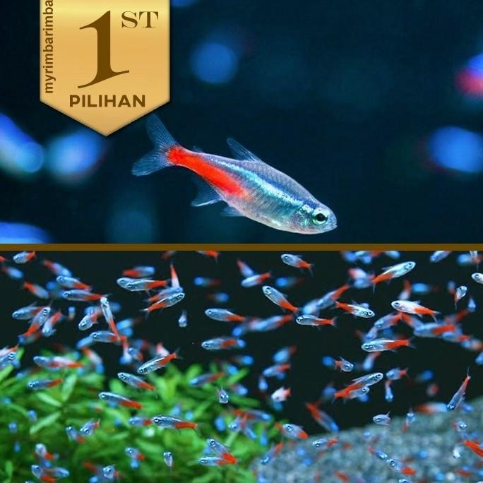Terlaris Paket Koloni Neon Tetra (Isi 10) Ikan Hias Aquascape Hiasan Dekorasi Aquarium Tanaman Air