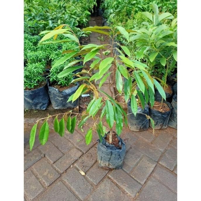 Terlaris CANGKOK BIBIT TANAMAN POHON BUAH DUREN DURIAN MONTONG MUSANG