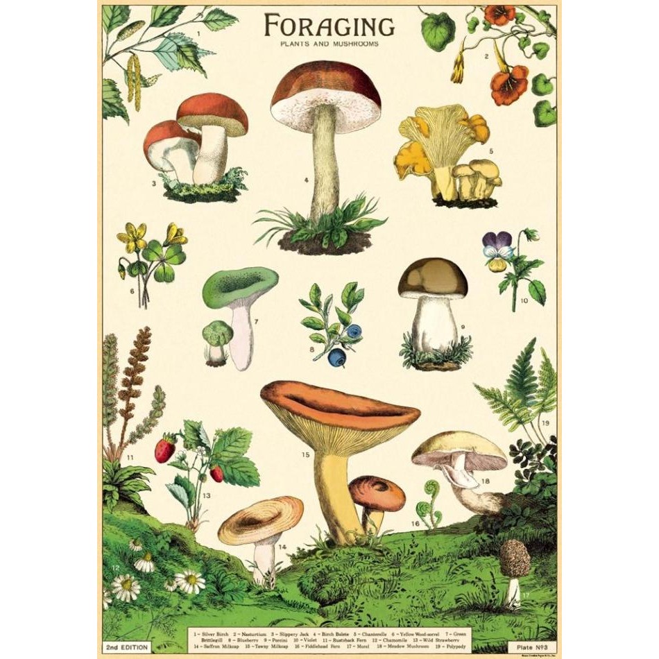 

Cavallini Forage Mushroom Poster Wrap murah