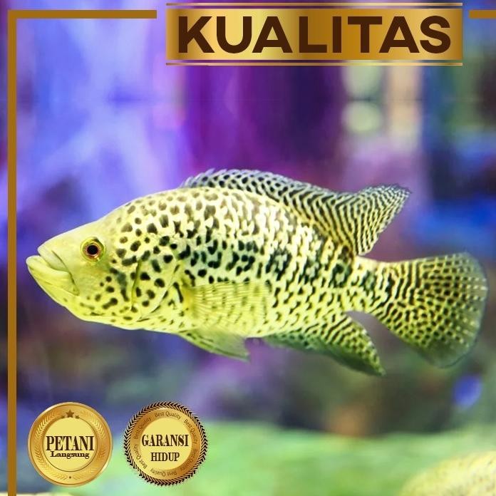 Terlaris Jaguar Cichlid Managuense Ikan Hias Predator Aquascape Hiasan Aquarium Tanaman Air