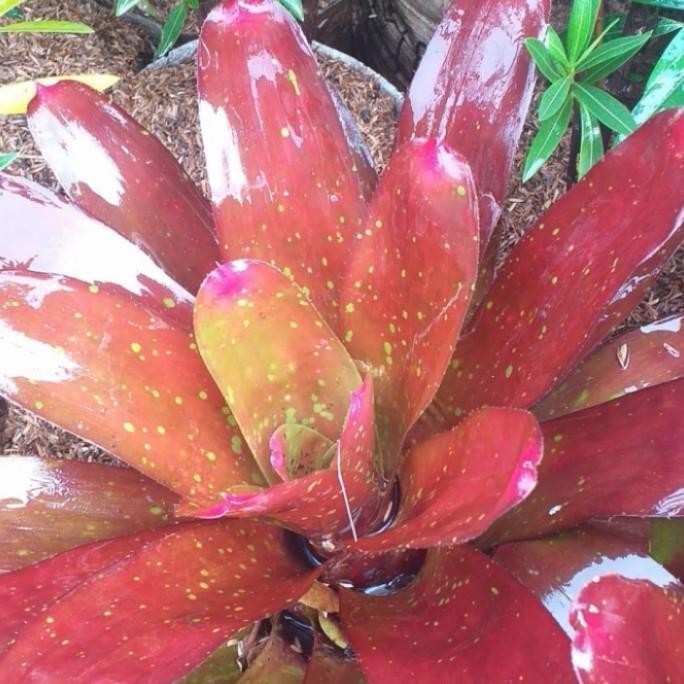 Terlaris Tanaman Bromelia Giant Red Neorelia/Tanaman Hias Indoor/Bromelia
