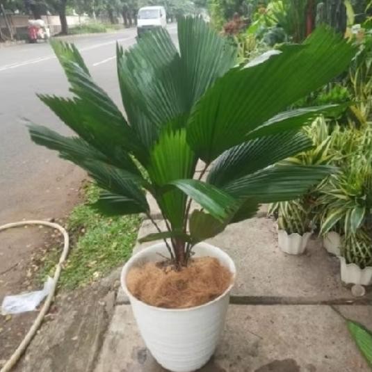 Terlaris Tanaman Hias Palem Kipas Kol Ukuran Besar