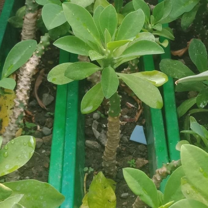 Terlaris Kaktus Sekulen Euphorbia Neriifolia Japan Tanaman Hias