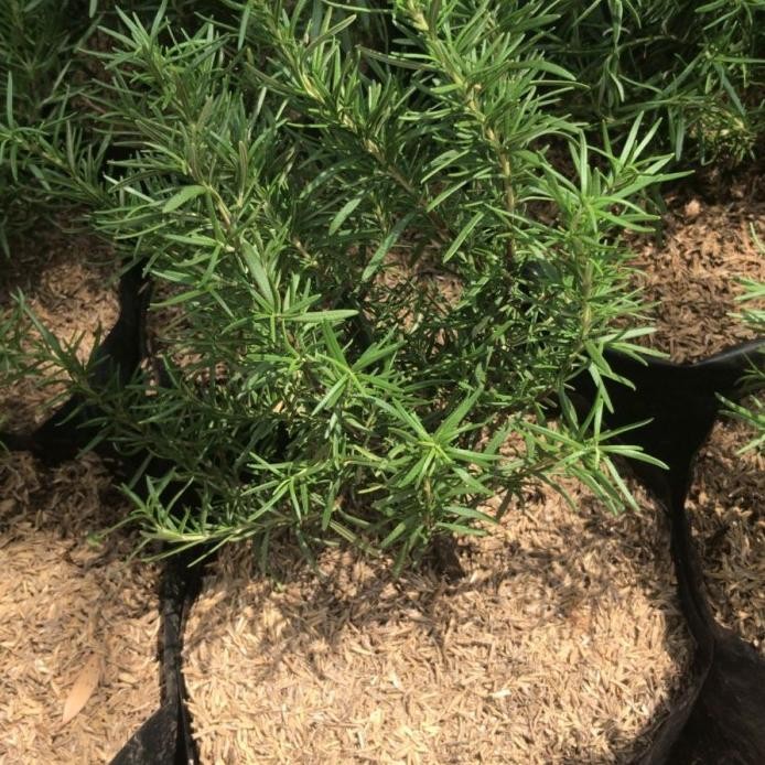 Tanaman rosemary rimbun/ polybag besar murah