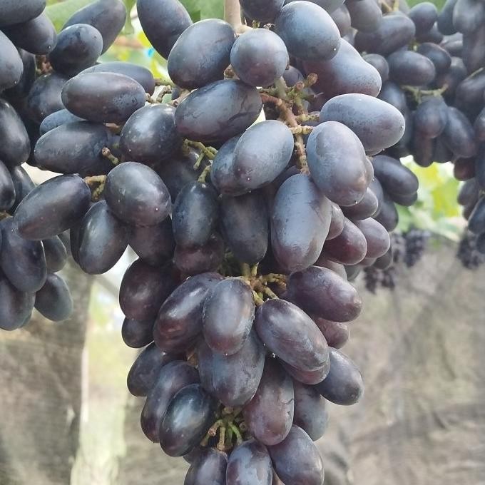 

Bibit Anggur Import Gozv ( Khusus Pulau Jawa ) murah