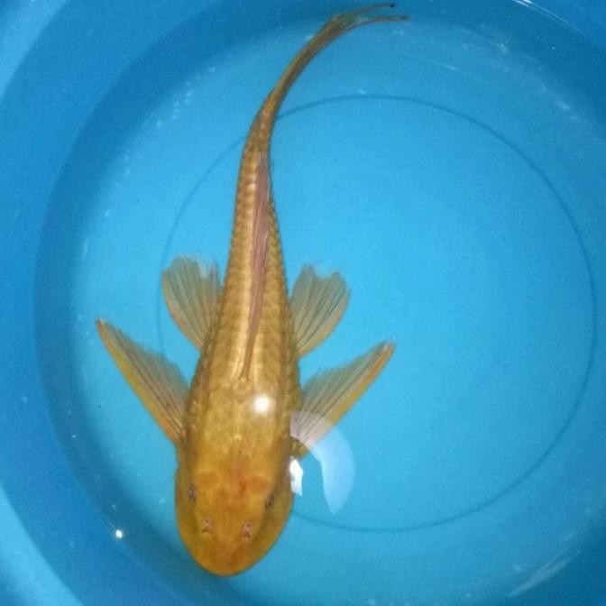 IKAN SAPU2 ALBINO PEMBERSIH KACA SIZE 20CM