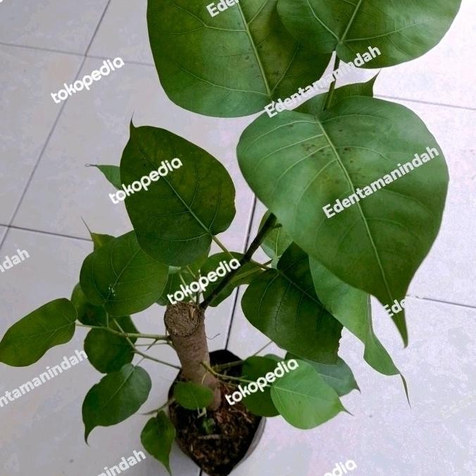 bibit pohon bodhi // bibit bonsai bodhi / bonsai vicus Religiosa Asli murah