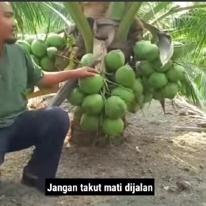 Bibit Kelapa Hijau Hibrida super buah besar batok besar 3.5 thn sudah PREMIUM