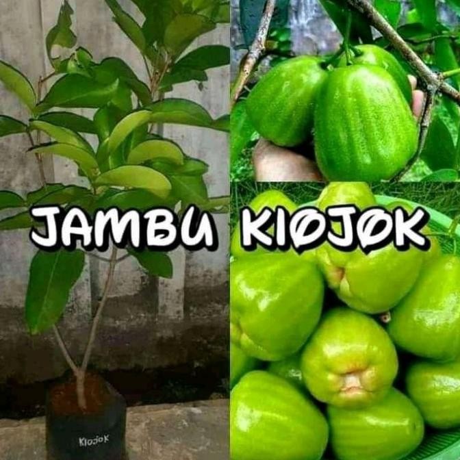 PREMIUM Bibit Tanaman Jambu Air Kiojok | Jambu Kiojok Okulasi