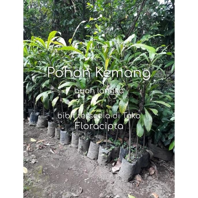 Bibit Pohon Kemang Bibit Kemang Pohon Buah Kemang Pohon Langka SUPER PREMIUM