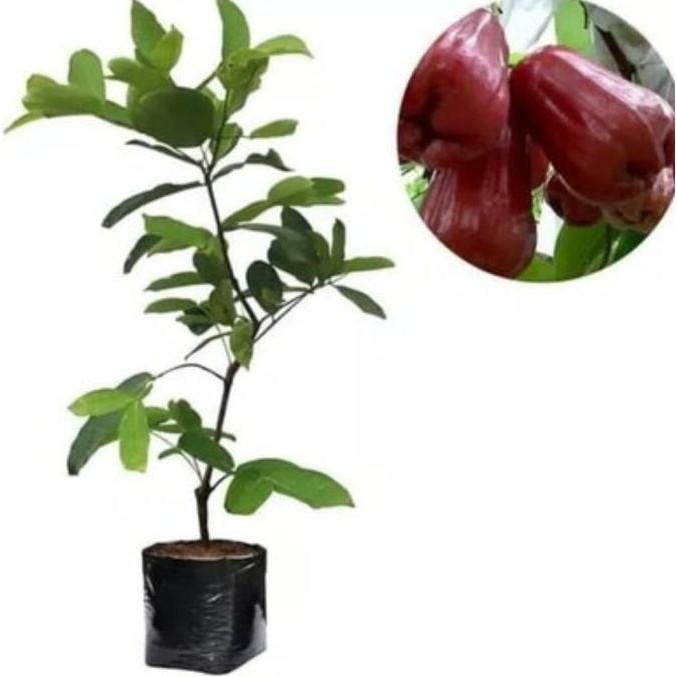 PREMIUM PRODUK  Bibit Jambu Air King Rose Unggul,Bibit Jambu Air King