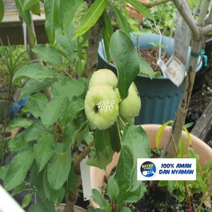 [Beli 2 Gratis 1] Bibit Tanaman Buah Pohon Bidara India (Apel Putsa) PREMIUM