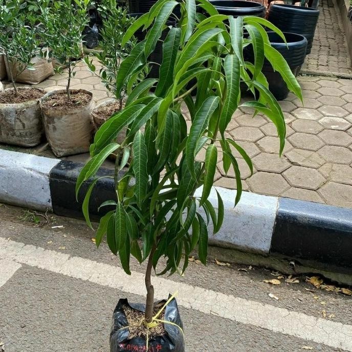 Bibit Tanaman Buah Mangga Miyazaki-Bibit Pohon Mangga Miyazaki Asli PREMIUM