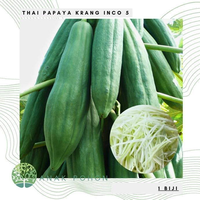 Benih Bibit Biji - Buah Pepaya Thai Papaya Krang Inco 5 Seeds - Pepaya Thailand Untuk Membuat Somtam