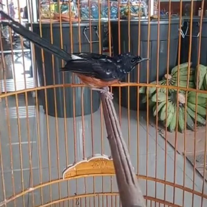 Grosir Murai Batu Medan Blorok Istimewah
