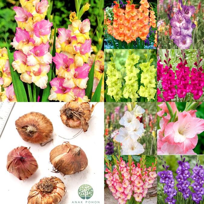 Umbi Bunga Gladiol Gladiolus Holland Aneka Varian Warna Bulb - ORIGINAL IMPORT BELANDA murah
