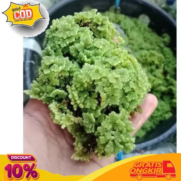 

TODAY AZOLLA 1 KILO AZOLA AZZOLA AZOLLA BERGARANSI MAJELA CITRA