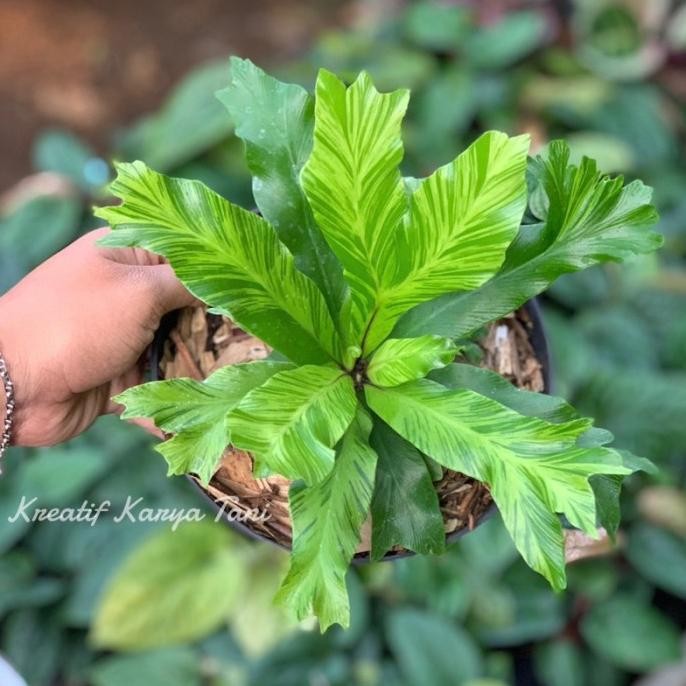 Terlaris Tanaman Hias Kadaka Varigata Golden - Kadaka Varigata Golden