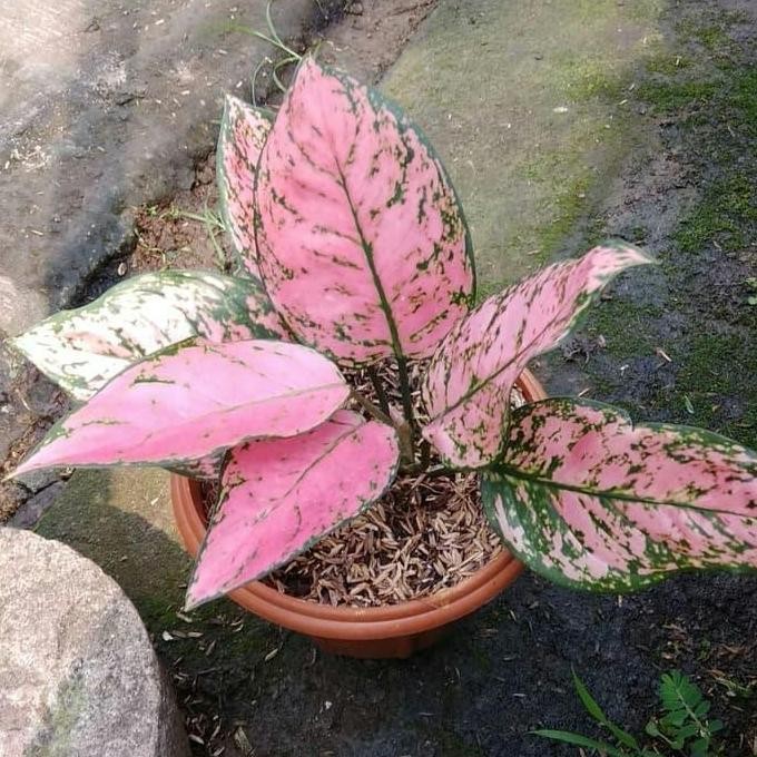 Terlaris Tanaman Hias Aglonema Ruby Pink Dewasa