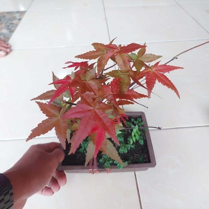 Terlaris Tanaman Hias Japanese Red Maple - Bonsai Red Maple