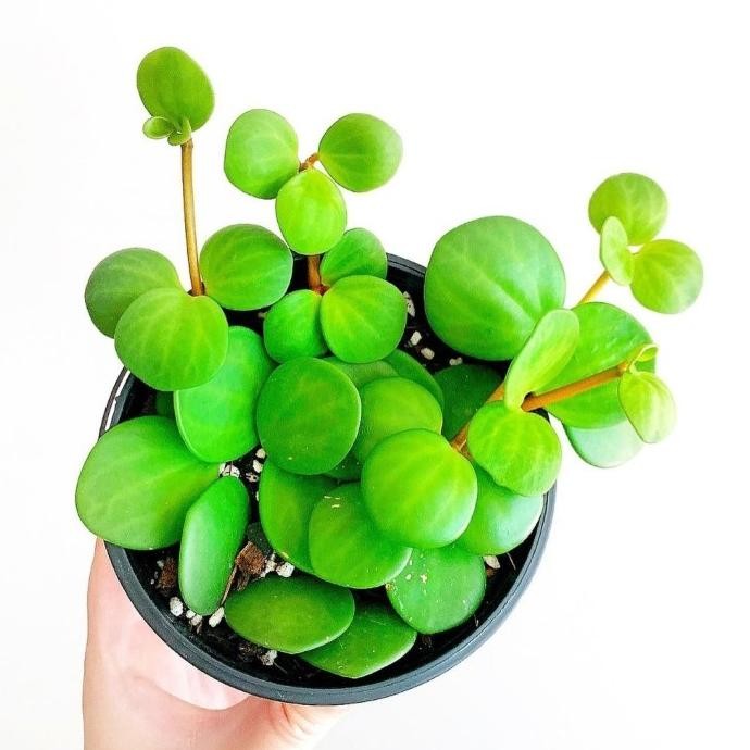 Terlaris Tanaman Hias Peperomia Hope / Inc Pot Mini Sesuai Varian