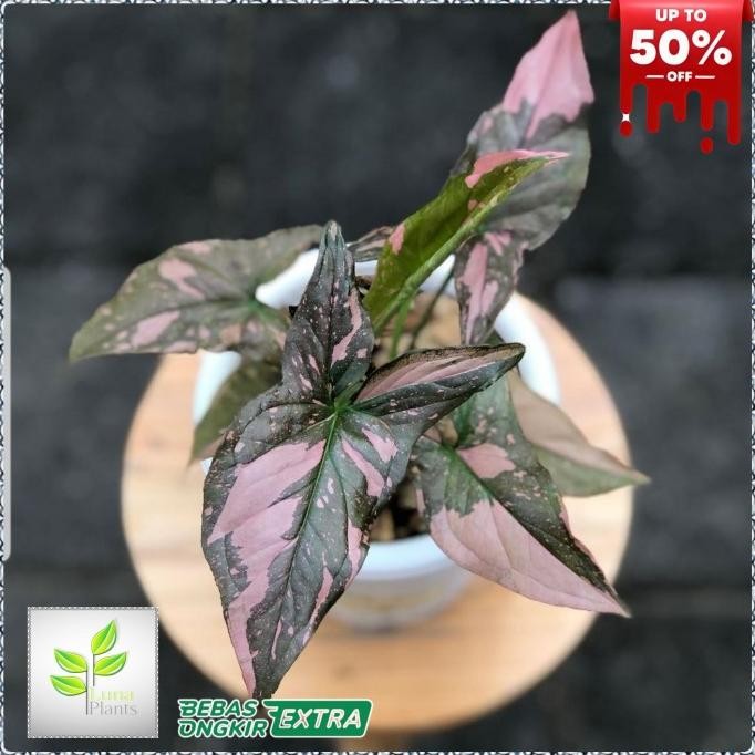 Terlaris Syngonium Pink Splash - Tanaman Hias Syngonium Pink Splash
