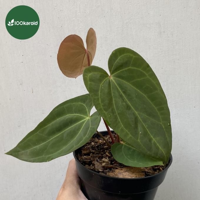 Terlaris Tanaman Hias Anthurium Papillilaminum Red Steam Dark / Kuping Gajah Papi Red Steam