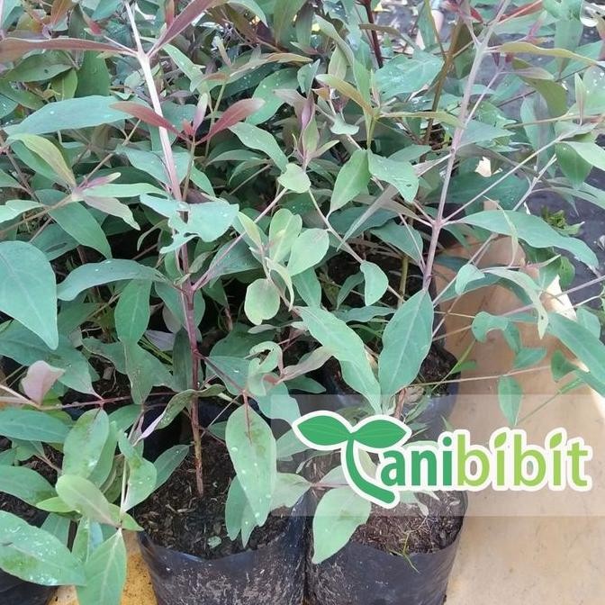Bibit Pohon Pelangi - Tanaman Rainbow Eucalyptus - Eucalyptus Deglupta PREMIUM