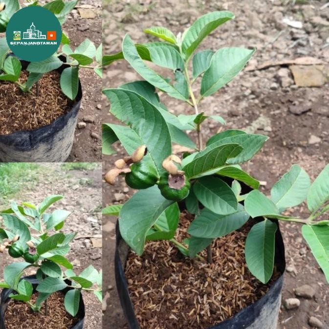 PREMIUM Bibit Jambu Kristal / Pohon Jambu Kristal Putih.Jambu Kristal Bibit