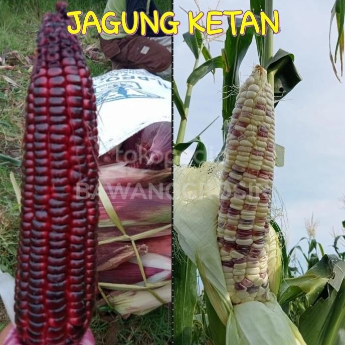 

Jagung Ketan 1 kg