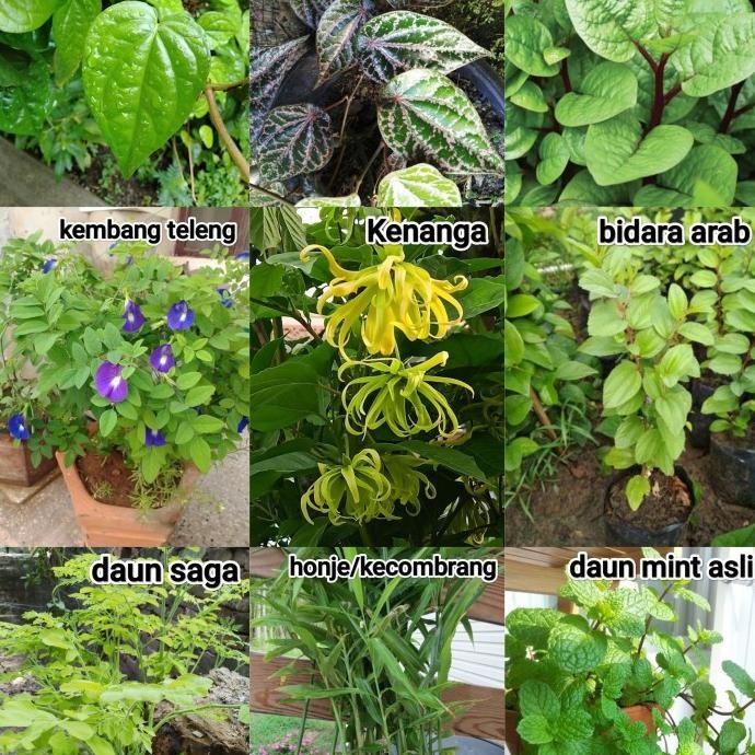 

Terlaris Tanaman Herbal - Macam Macam Tanaman Herbal