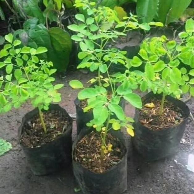 

Terlaris Tanaman Herbal Tanaman Murah Bibit Tanam Pohon Kelor