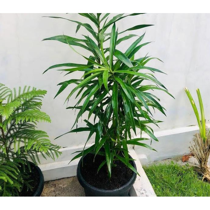 

Terlaris Tanaman Daun Suji Bibit Pohon Suji Herbal