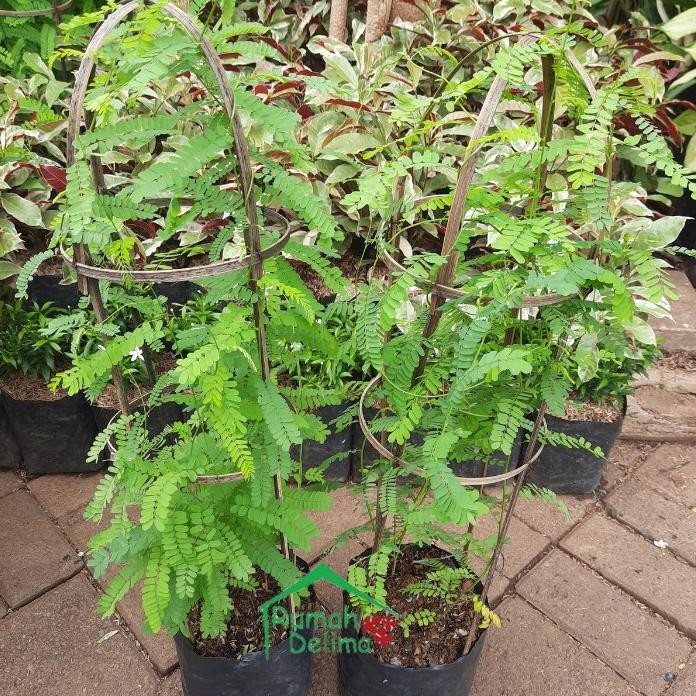 

Terlaris Bibit Tanaman Herbal Daun Saga/ Tanaman Daun Saga