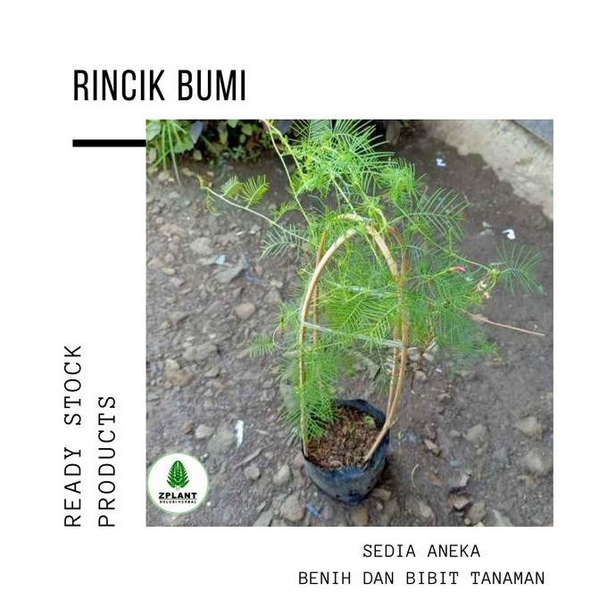 

Terlaris Bibit Tanaman Rincik Bumi - Pohon Songgo Langit Daun Herbal