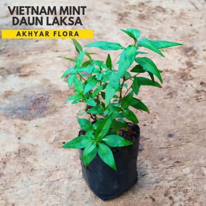 

Terlaris Mint Vietnam Tanaman Daun Laksa Daun Kesum Tanaman Herbal Bumbu Masak