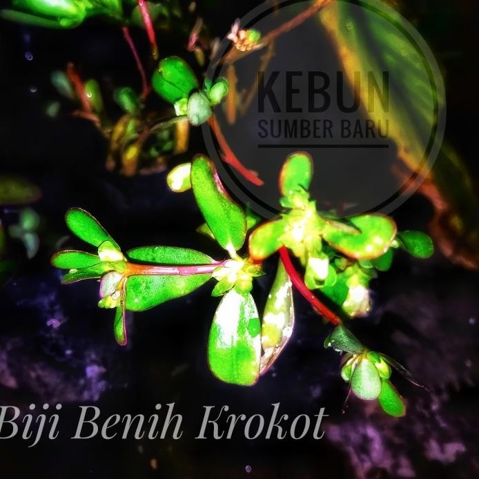

Terlaris Biji Benih Tanaman Herbal Kerokot Rumput Krokot Sayur