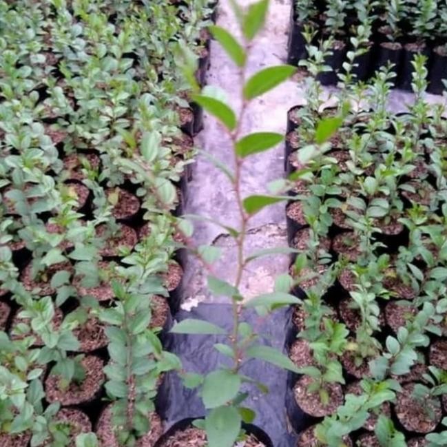 

Terlaris Tanaman Hias Bidara Arab - Tamaan Bidara - Tanaman Herbal - Bidara