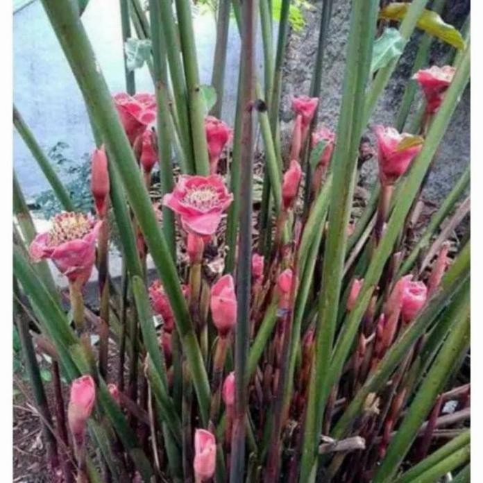 

Terlaris Bibit Tanaman Kecombrang Atau Honje Merah Herbal Unggul