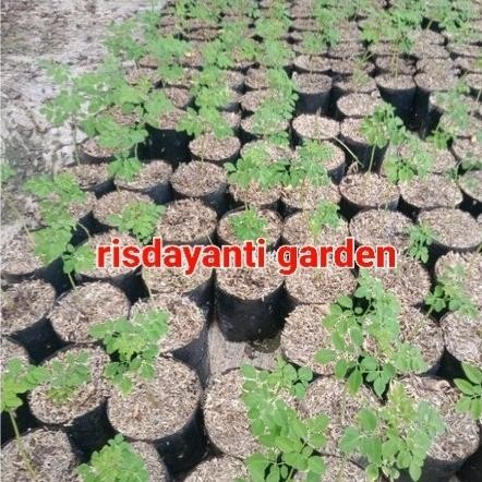 

Terlaris Bibit Pohon Kelor Tanaman Herbal
