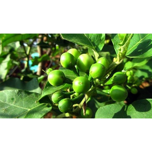 

Terlaris 100 Biji Benih Tanaman Herbal Terong Pokak Takokak