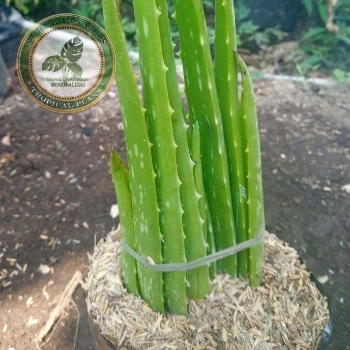 

Terlaris Bibit Pohon Lidah Buaya Jumbo / Tanaman Herbal