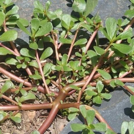 

Terlaris Promo Bibit Krokot ,Bibit Tanaman Herbal Krokot,Sudah Lebat,Subur