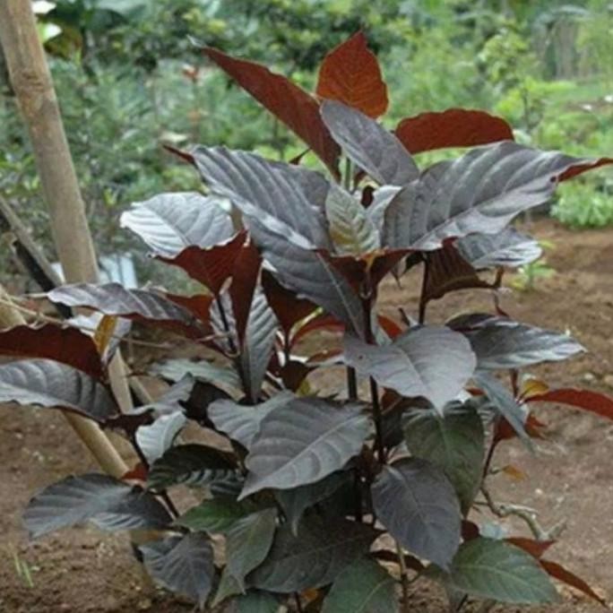 

Terlaris Bibit Pohon Handeuleum Daun Ungu/Tanaman Obat Herbal