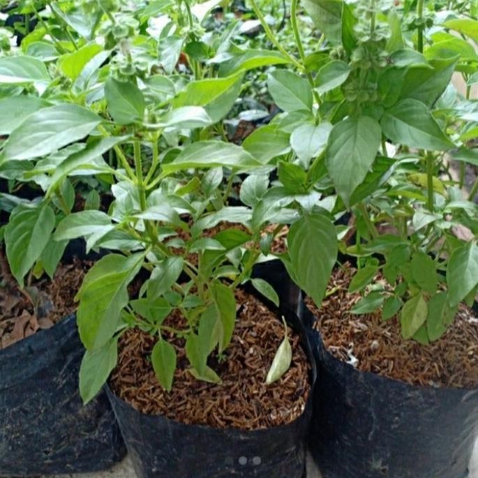 

Terlaris Bibit Tanaman Herbal Daun Kemangi - Beli 3 Bonus 1 Bibit Sirih Herbal
