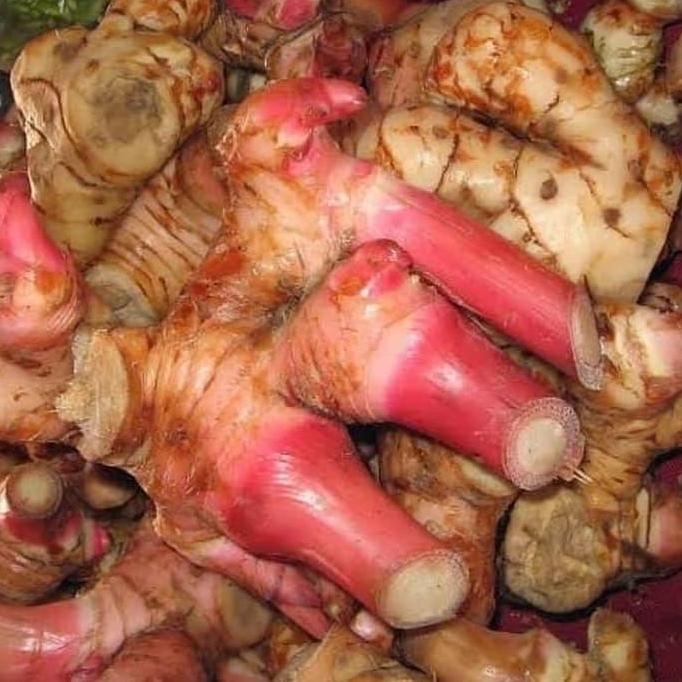 

Terlaris (Promo) Readystock Bibit Tanaman Lengkuas Laos Merah Pohon Herbal