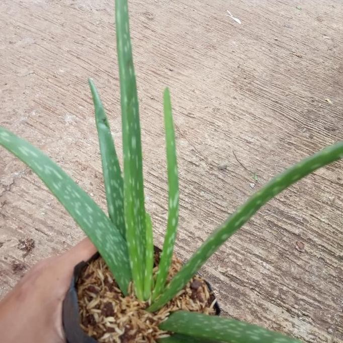 

Terlaris Tanaman Herbal Lidah Buaya